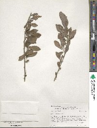 Ilex decidua image