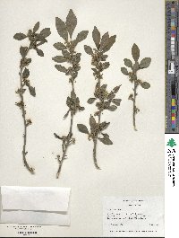 Ilex decidua image