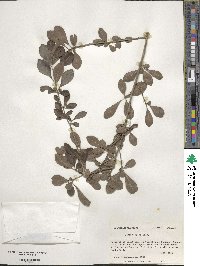 Ilex decidua image