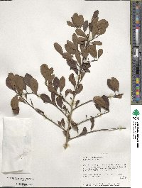 Ilex decidua image