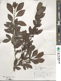 Ilex decidua image