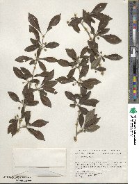 Ilex decidua image