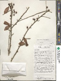 Ilex decidua image