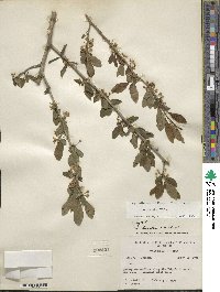 Ilex decidua image