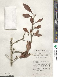 Ilex decidua image