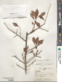 Ilex decidua image