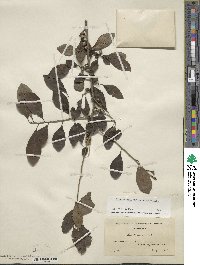 Ilex decidua image