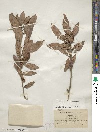 Ilex decidua image