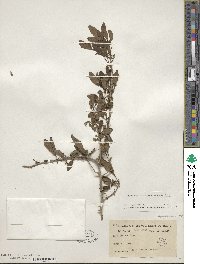 Ilex decidua image