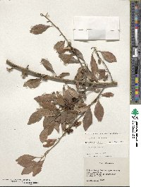 Ilex decidua image