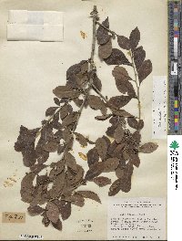 Ilex decidua image