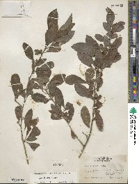 Ilex decidua image