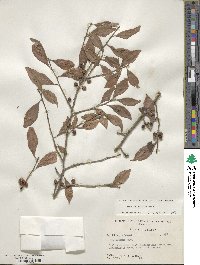 Ilex decidua image