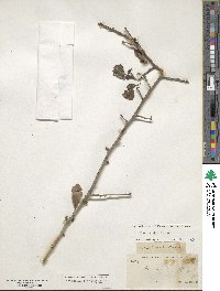 Ilex decidua image