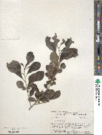 Ilex decidua image