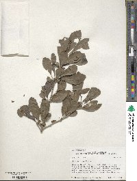 Ilex decidua image