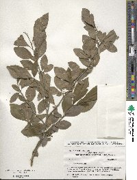 Ilex decidua image