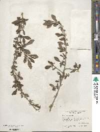 Ilex decidua image