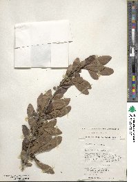 Ilex decidua image