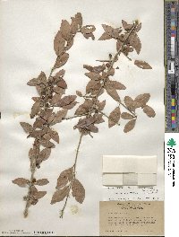 Ilex decidua image