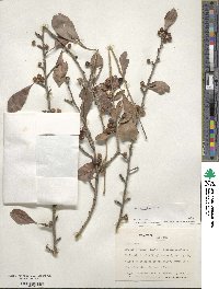 Ilex decidua image