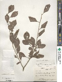 Ilex decidua image