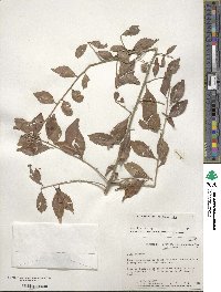 Ilex decidua image