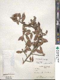 Ilex decidua image