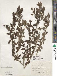 Ilex decidua image