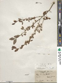 Ilex decidua image