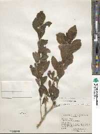 Ilex decidua image