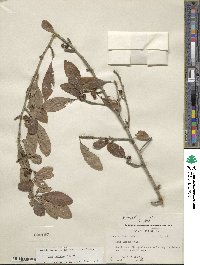 Ilex decidua image