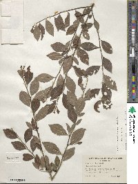 Ilex decidua image