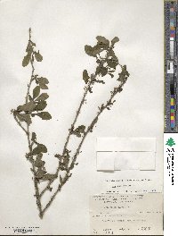 Ilex decidua image