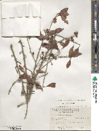 Ilex decidua image