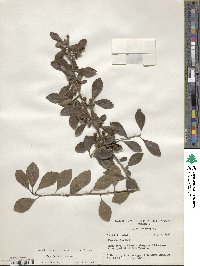 Ilex decidua image