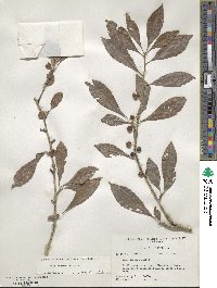 Ilex decidua image