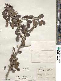 Ilex decidua image