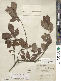 Ilex decidua image