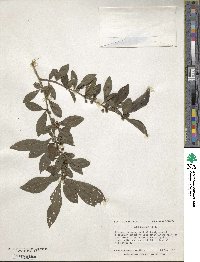 Ilex decidua image