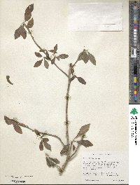 Ilex decidua image