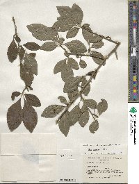 Ilex decidua image