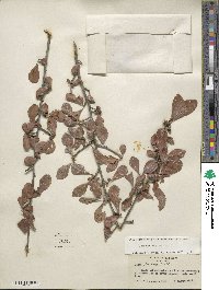 Ilex decidua image