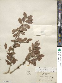 Ilex decidua image