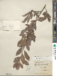 Ilex decidua image