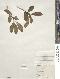 Ilex decidua image