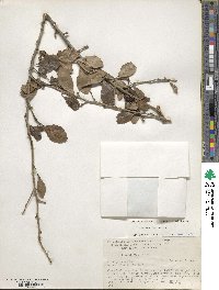 Ilex decidua image