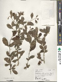 Ilex decidua image