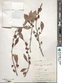 Ilex decidua image