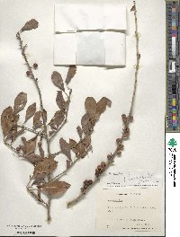 Ilex decidua image